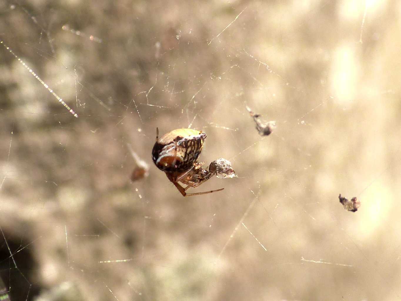 Parasteatoda lunata - Anzio (RM)